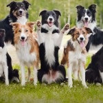 Border Collie jellegének leírása, a gondozás és a képzés, a betegségek