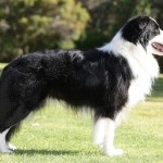 Descrierea caracterelor de la Border Collie, îngrijire și formare, boli