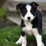 Border Collie jellegének leírása, a gondozás és a képzés, a betegségek