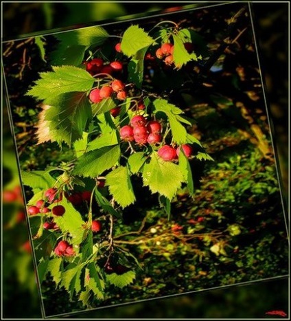 Crataegus sanguinea a szív - jótékony tulajdonságai, felhasználása és gyümölcs receptek tinktúrák,