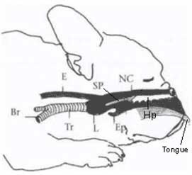 Sindromul brachycephalic în bulldogul francez