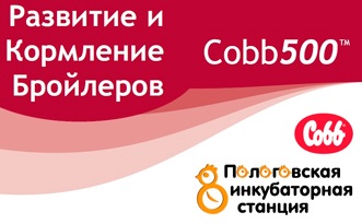 Бройлери Кобб 500 (cobb 500) - рекомендації щодо розвитку і годівлі