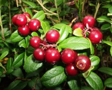 Lingonberry - agroxxi