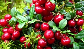 grădină Lingonberry