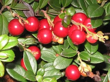 grădină Lingonberry