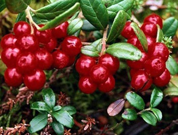 grădină Lingonberry