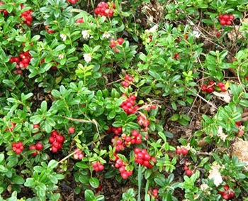 vörösáfonya kert