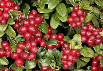 grădină Lingonberry