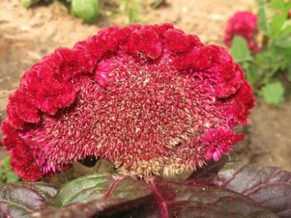 Celosia plantare și îngrijire, specii și soiuri, fotografie