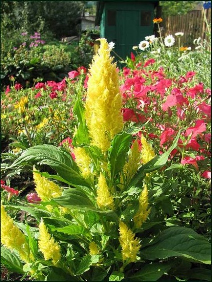 Celosia plantare și îngrijire, specii și soiuri, fotografie