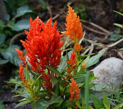 Celosia plantare și îngrijire, specii și soiuri, fotografie