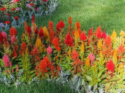 Celosia plantare și îngrijire, specii și soiuri, fotografie