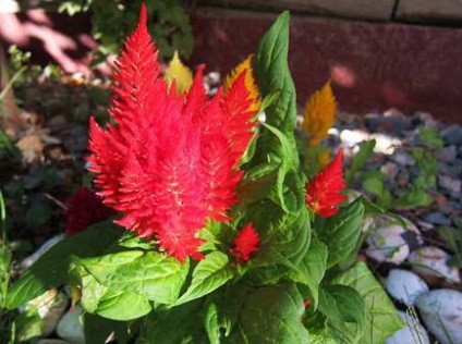 Celosia plantare și îngrijire, specii și soiuri, fotografie