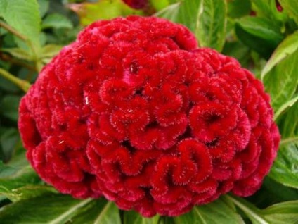 Celosia plantare și îngrijire, specii și soiuri, fotografie