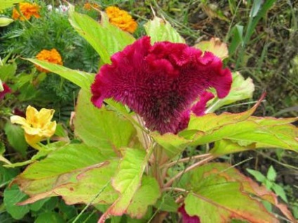 Celosia plantare și îngrijire, specii și soiuri, fotografie