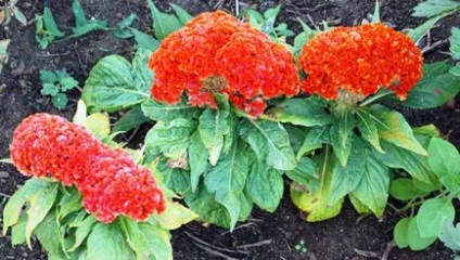 Celosia plantare și îngrijire, specii și soiuri, fotografie