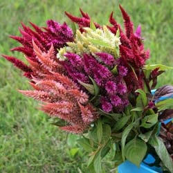 Celosia ültetés és gondozás a nyílt terepen, egyre nagyobb a mag (ha a növény palánták), fotó virágok