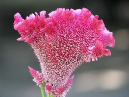 Celosia - plantarea în grădină, reproducere, îngrijire, boli, specii și soiuri