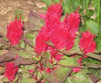 Celosia - plantarea în grădină, reproducere, îngrijire, boli, specii și soiuri