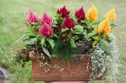 Celosia - plantarea în grădină, reproducere, îngrijire, boli, specii și soiuri