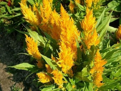 Celosia - plantarea în grădină, reproducere, îngrijire, boli, specii și soiuri