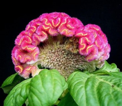 Celosia - plantarea în grădină, reproducere, îngrijire, boli, specii și soiuri