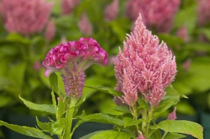 Celosia - plantarea în grădină, reproducere, îngrijire, boli, specii și soiuri