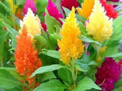 Celosia - plantarea în grădină, reproducere, îngrijire, boli, specii și soiuri