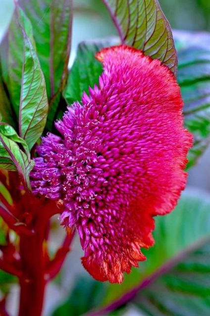 Celosia - ültetés a kertben, tenyésztés, gondozás, a betegségek, a fajok és fajták