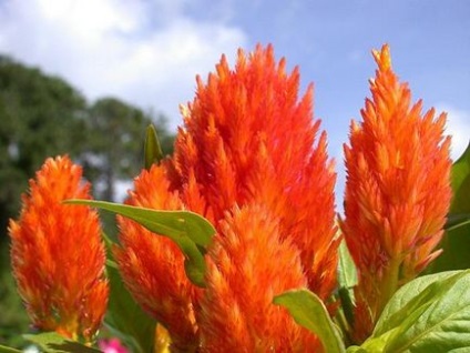 Celosia - plantarea în grădină, reproducere, îngrijire, boli, specii și soiuri