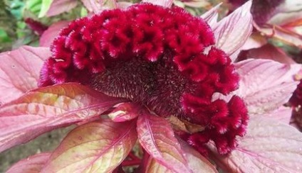 Celosia - plantarea în grădină, reproducere, îngrijire, boli, specii și soiuri