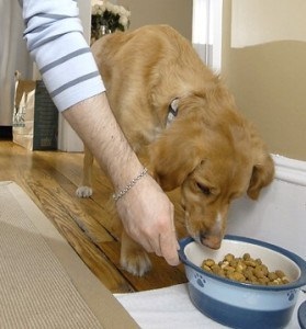 Cum să hrăniți un câine cu o dietă și cu alimente interzise