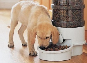 Чим годувати собаку раціон харчування і заборонені продукти