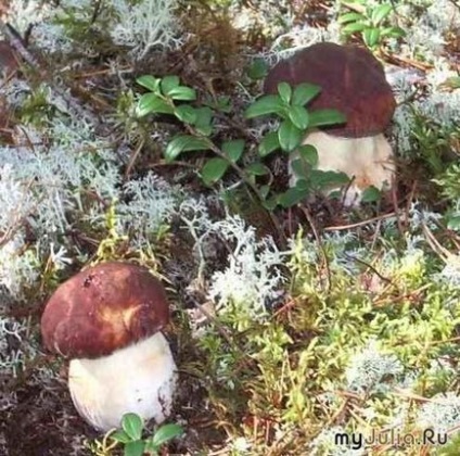 Ceea ce distinge un boletus de o ciuperca alba