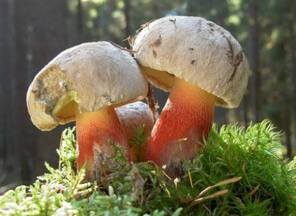 Ceea ce distinge un boletus de o ciuperca alba