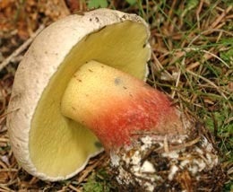 Ceea ce distinge un boletus de o ciuperca alba