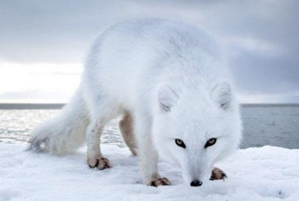 Чим харчуються тварини арктики які тварини живуть в Арктиці