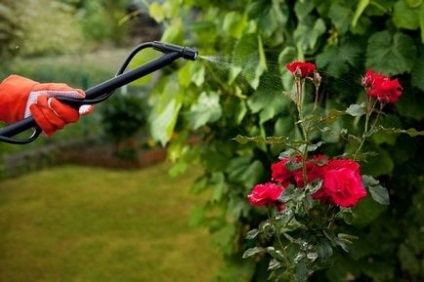 Hogyan megtermékenyítő rózsa tavasszal egy buja virágzó kertben