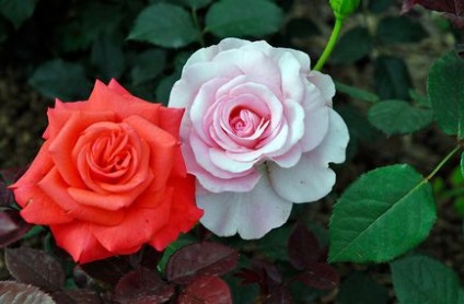 Hogyan megtermékenyítő rózsa tavasszal egy buja virágzó kertben