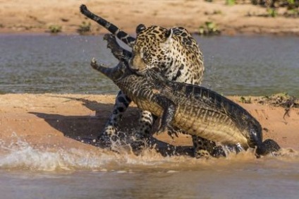 Caimanul negru este o fosilă vie a Amazonului