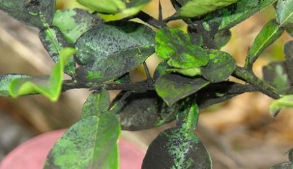 Placa neagra pe frunze - cum se trateaza
