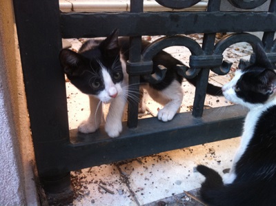 Muntenegru pisică neagră, pisică albă