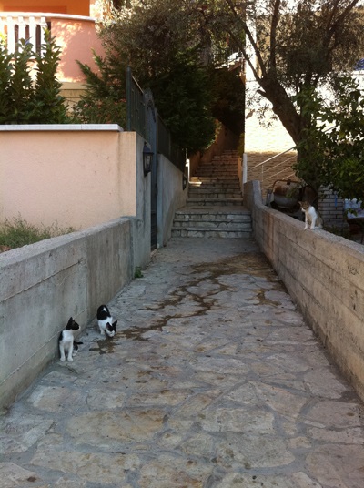 Muntenegru pisică neagră, pisică albă