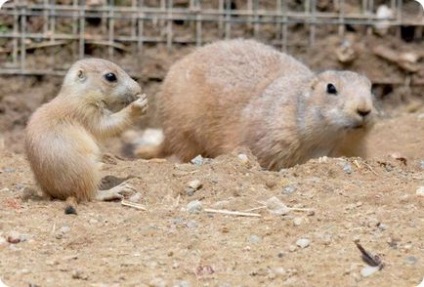 Câini de luncă cu coadă crenelată din grădina zoologică maryland