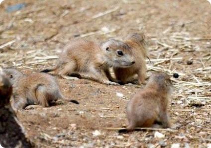 Чернохвостая лугові собачки з maryland zoo