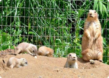 Câini de luncă cu coadă crenelată din grădina zoologică maryland