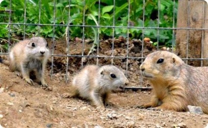 Чернохвостая лугові собачки з maryland zoo