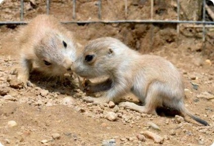 Câini de luncă cu coadă crenelată din grădina zoologică maryland