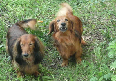 Caracteristicile caracterului câinelui, site-ul dachshund