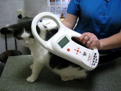 Чіпування кішок як проводиться, вартість імплантації, кішки, коти і кошенята - мишок немає!